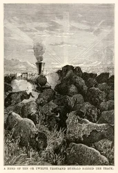 Un troupeau de dix ou douze mille buffles barrait la voie, de Le Tour du Monde en Quatre-vingts Jours par Jules Verne (1828-1905), gravé par Louis Prevost, 1873