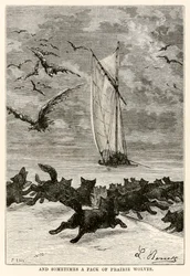 Et parfois une meute de loups des prairies, de Le Tour du Monde en Quatre-vingts Jours par Jules Verne (1828-1905) gravé par Louis, 1873