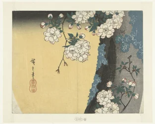 Tronc moussu et fleurs de cerisier