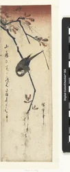 Oiseau et glycine