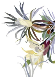 Fleurs élégantes, semblables à des barbes