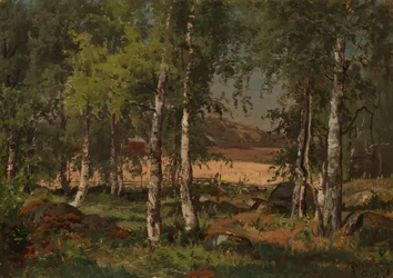 Paysage avec bosquet de bouleaux et champ de seigle
