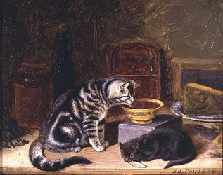 Deux chats