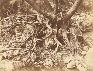 Arbre avec enchevêtrement de racines,1853 (photo)