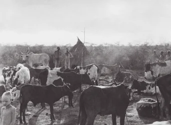 Afrique : Enclos à bétail sur la rive du Bahr el Zeraf