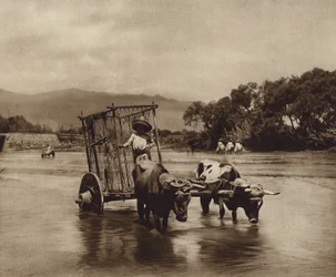Mexique : charrette à bœufs avec des roues en forme de disques (photo n/b)