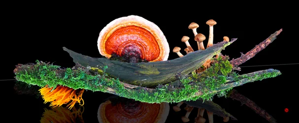 Monde forestier