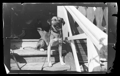 Baloo sur les marches de la Villa Rose