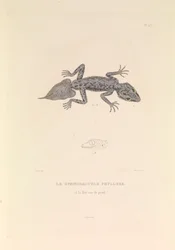 Le Gymnodactyle Phyllure
