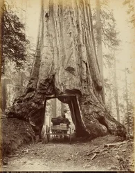 Section de "Wawona", 28 pieds de diamètre, 275 pieds de haut, Mariposa Grove