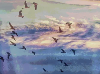 Cygnes en vol, ciel au coucher du soleil