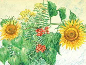 Tournesols et baies d