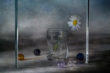 Reflets paisibles de marguerites