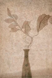 Les délicates plantes sépia