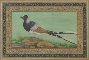 Un forktail tacheté