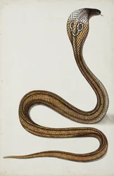 Un cobra (Maja tripudians) avec capuche déployée, 1785-89