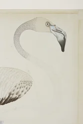 Un flamant rose, détail, c.1780