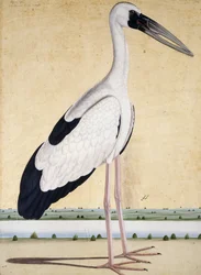 Une cigogne au bec ouvert, vers 1780