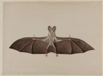 Fausse chauve-souris vampire asiatique, vers 1790