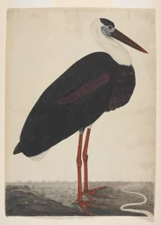 Cigogne noire dans un paysage, vers 1780