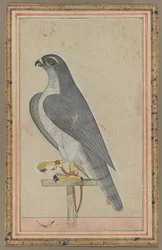 Faucon, vers 1770 (aquarelle opaque sur papier)