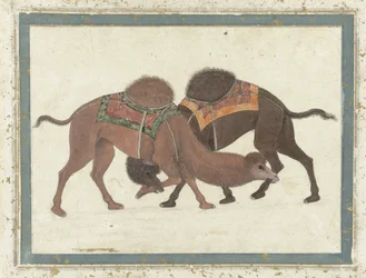 Chameaux combattants, vers 1680-1700