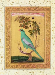 Oiseau vert, Mughal