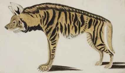 Hyène, après 1794