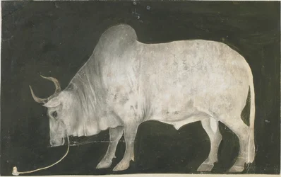 Taureau indien