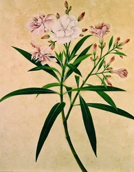 Laurier-rose, vers 1840