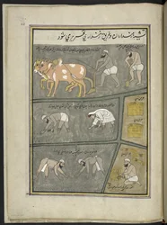 Labourer; creuser; transplanter du riz; récolter, 86 dessins reliés en un volume représentant des métiers et occupations au Cachemire, des artisans montrés au travail avec leurs outils et équipements, par un artiste du Cachemire, probablement à Srinagar, c