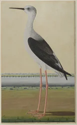 Oiseau aquatique dans un paysage, c.1780
