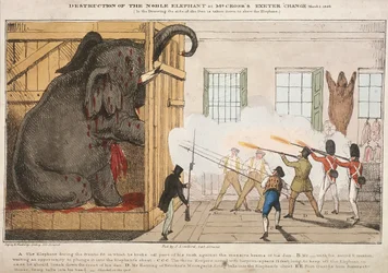 Destruction du noble éléphant chez M. Cross