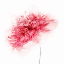 Fleur rose pâle