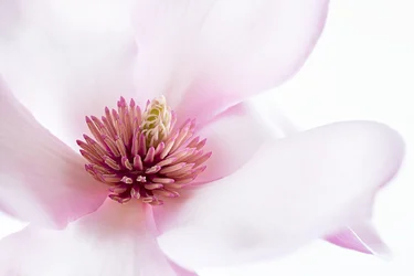 Magnolia rose pâle