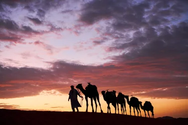 Un chamelier conduit ses chameaux à Erg Chebbi dans le désert de Merzouga, Maroc, 2019