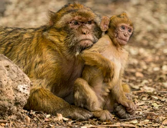Macaques berbères près d