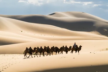 Caravane de chameaux de Bactriane dans les Khongoryn Els, dans le parc national de Gobi Gurvansaikhan, 2016
