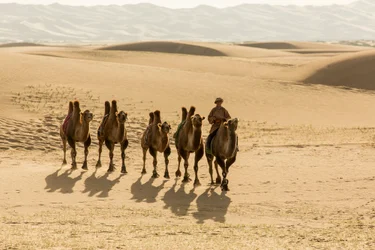 Caravane de chameaux de Bactriane dans le désert de Gobi méridional, Mongolie