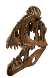 Moulage de Cryolophosaurus au Augustana College, Rock Island, Illinois