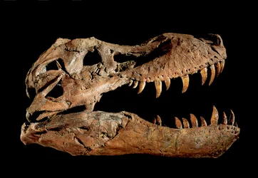 Crâne fossile de Tyrannosaurus Rex "Sue"