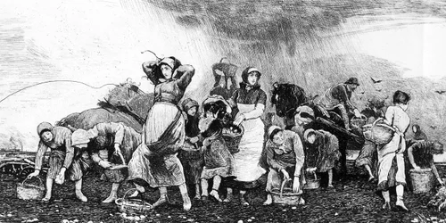 Récolte de pommes de terre, vers 1870