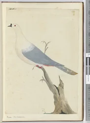 F.11 Pigeon. Nouvelle-Calédonie, 1772-75