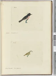 F.13 Éventail. Nouvelle-Zélande F.14 Petit éventail. Nouvelle-Zélande, 1772-75
