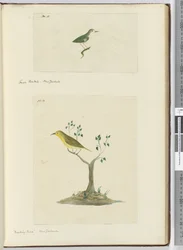 F.15 Petit éventail. Nouvelle-Zélande F.16 Oiseau moqueur. Nouvelle-Zélande, 1772-75