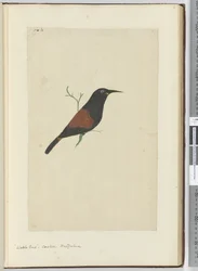 F.18 Oiseau à wattles. Coucou. Nouvelle-Zélande, 1772-75