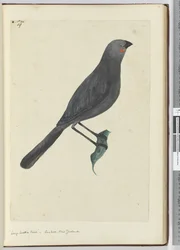 F.19 Grand oiseau à wattles, coucou. Nouvelle-Zélande, 1772-75