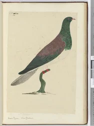F.26 Pigeon ramier. Nouvelle-Zélande, 1772-75
