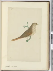Gros-bec. Nouvelle-Zélande, 1772-75
