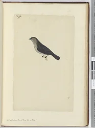 Un oiseau de Nouvelle-Zélande apprivoisé comme un rouge-gorge, 1772-75